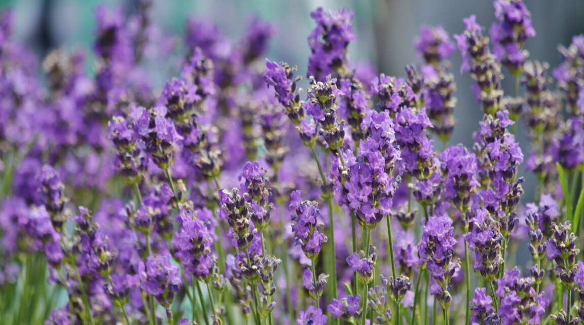 Lavender Oil for Hair Benefits and How to Apply It