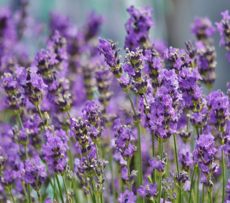 Image of Lavender Oil for Hair: Benefits, Uses & The Right Way to Apply It