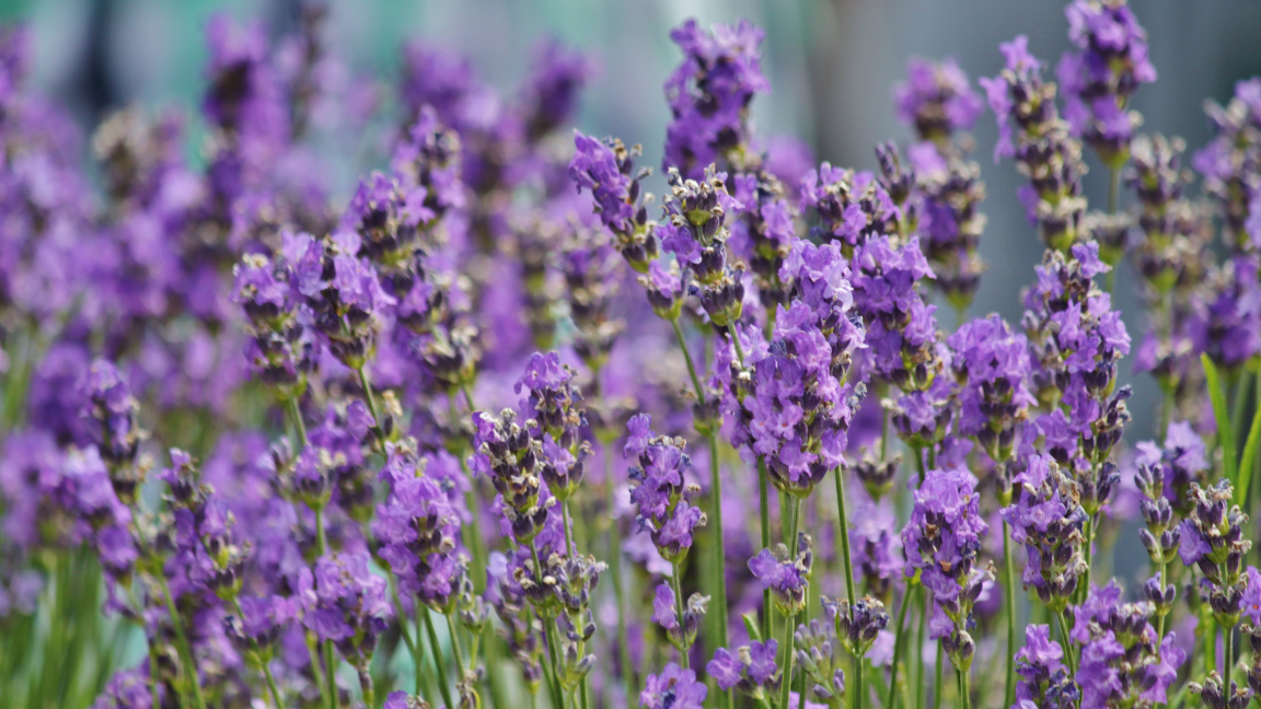Lavender Oil for Hair Benefits and How to Apply It