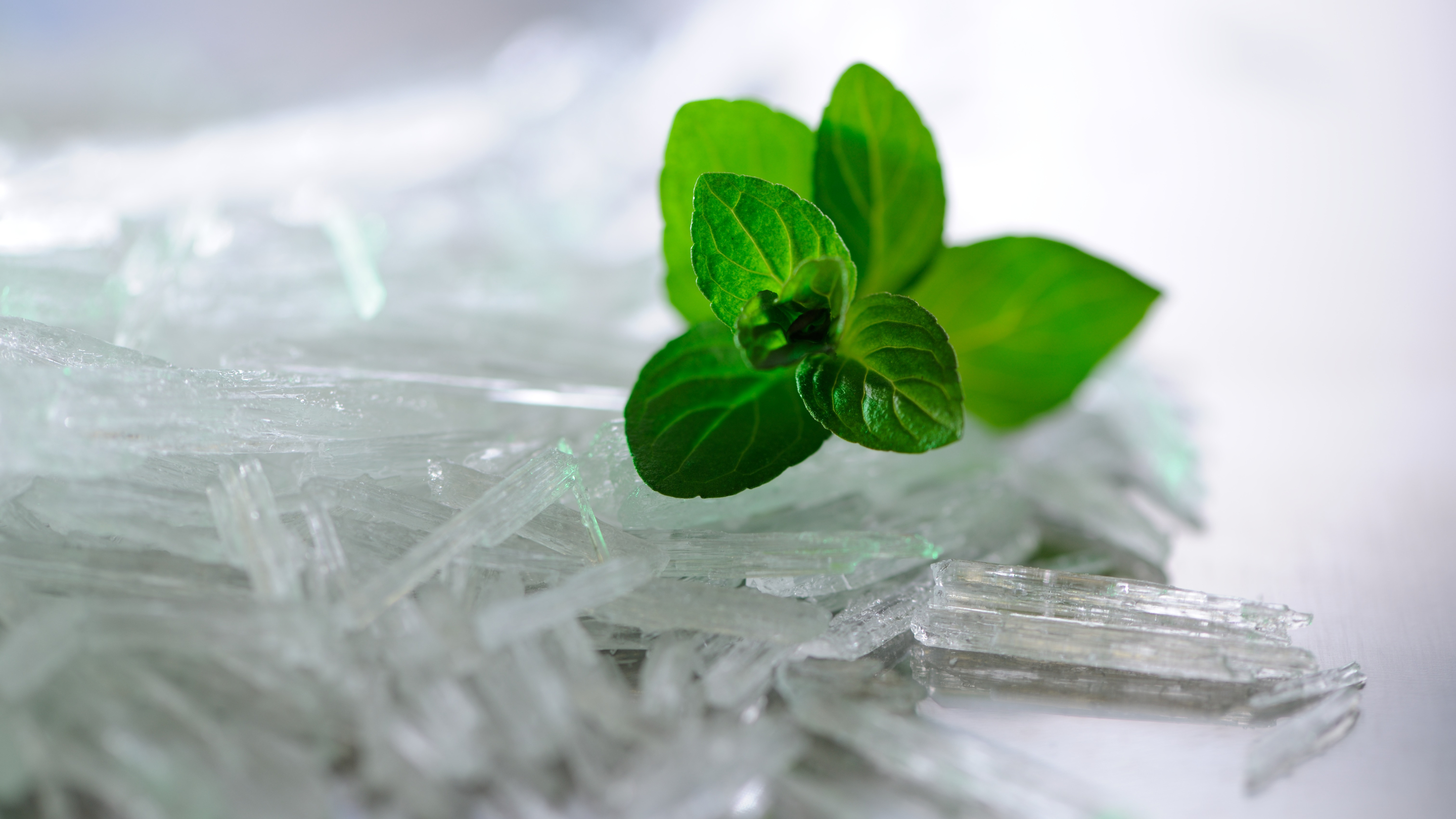 Menthol or camphor