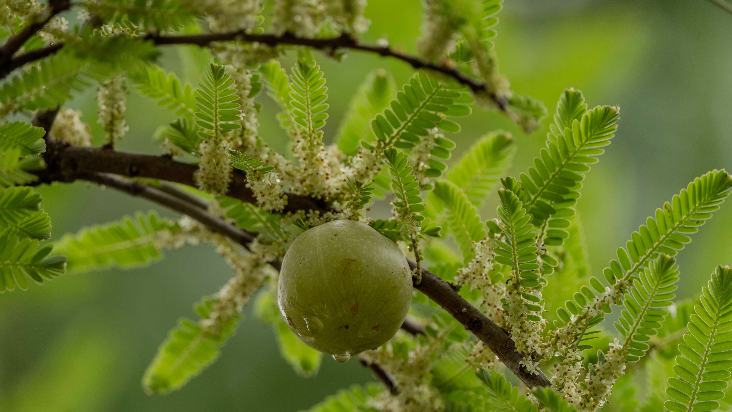 Supports immune function