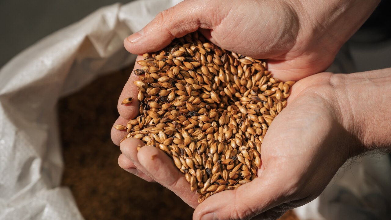 Barley & Malt Products