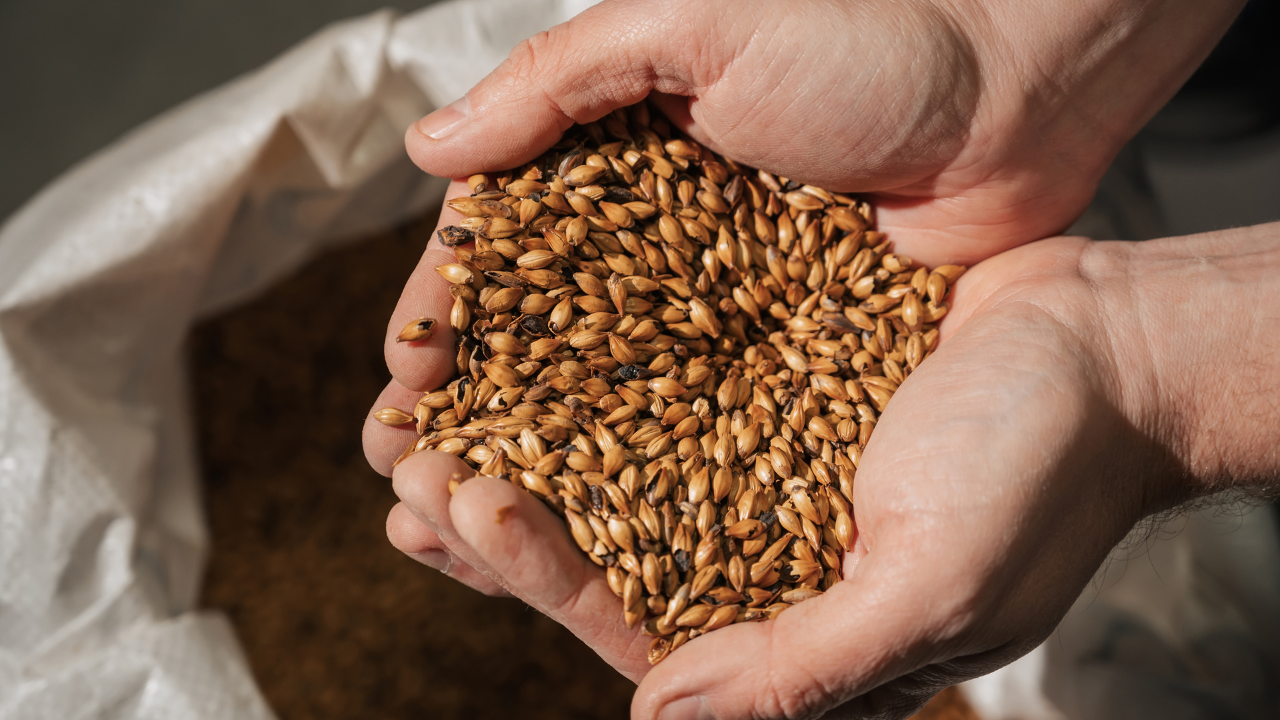 Barley & Malt Products