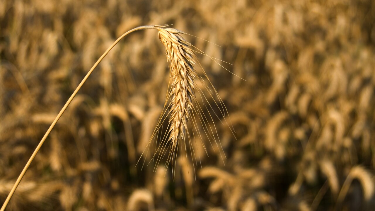 Triticale
