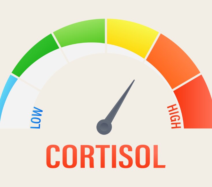 Image of Cortisol Levels: Symptoms of High and Low Cortisol and What to Know