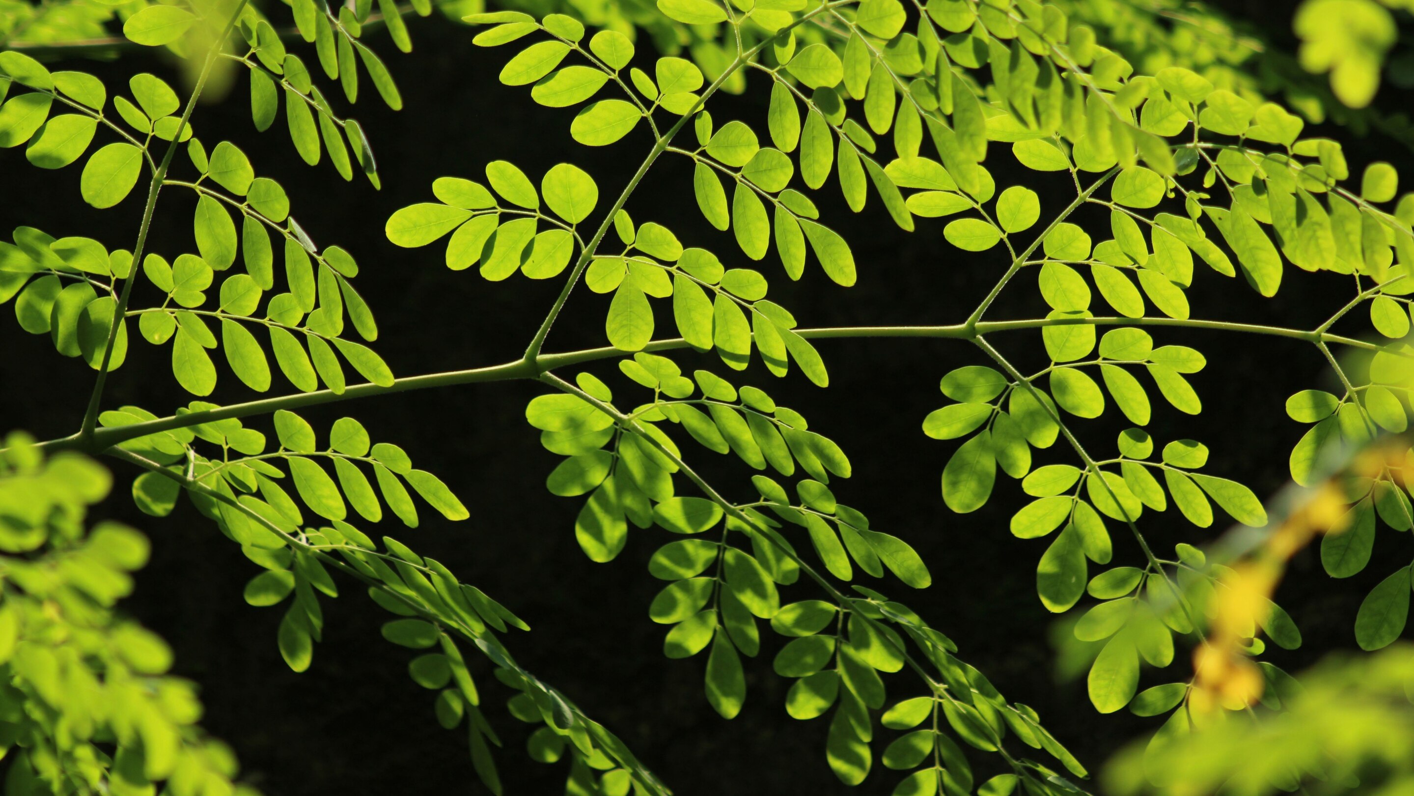 What Even Is Moringa?