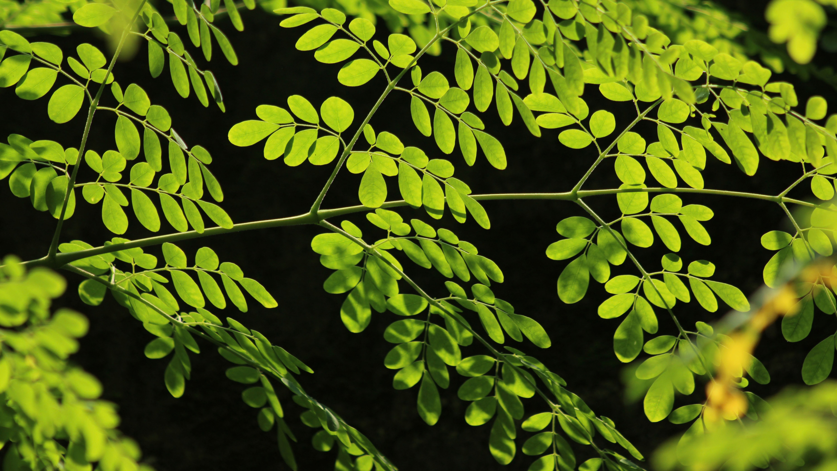 What Even Is Moringa?
