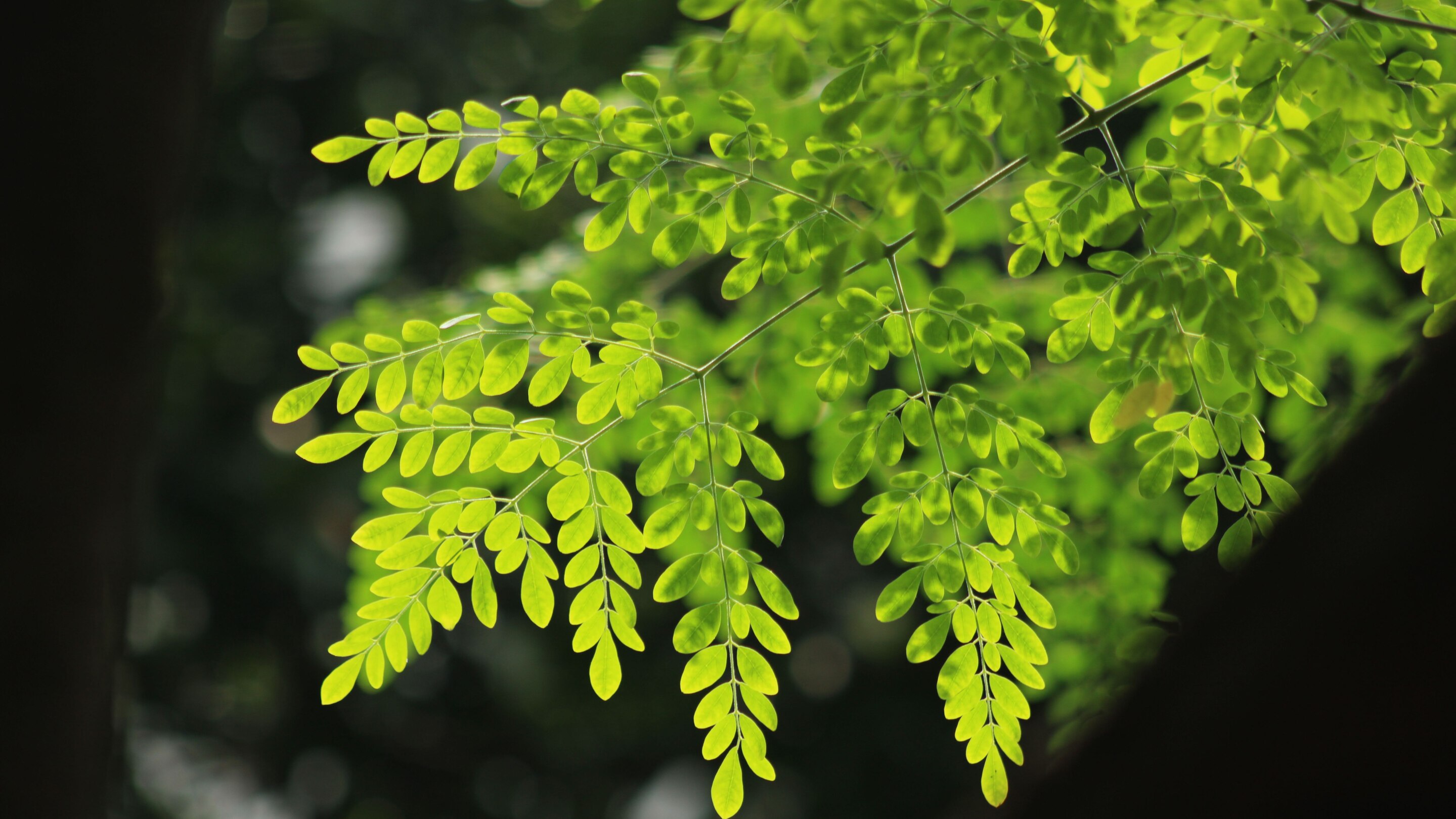 Exploring The Benefits Of Moringa Powder