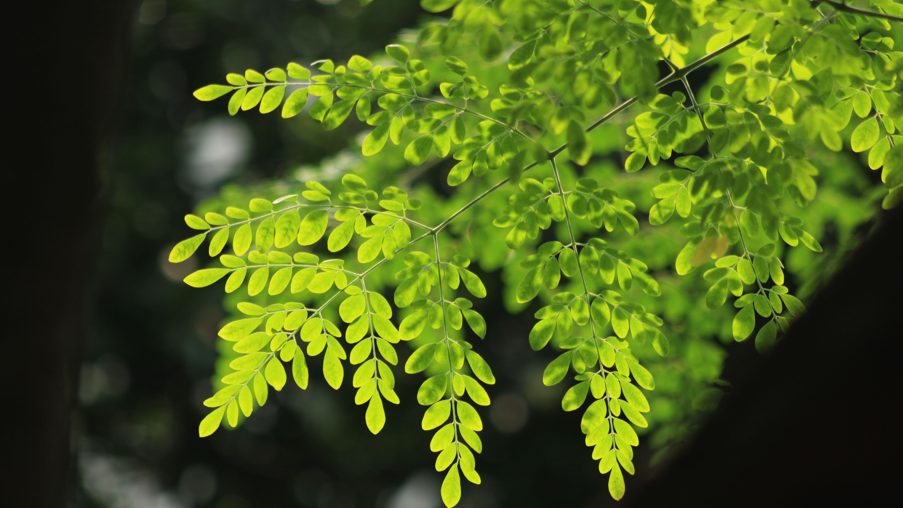 Exploring The Benefits Of Moringa Powder