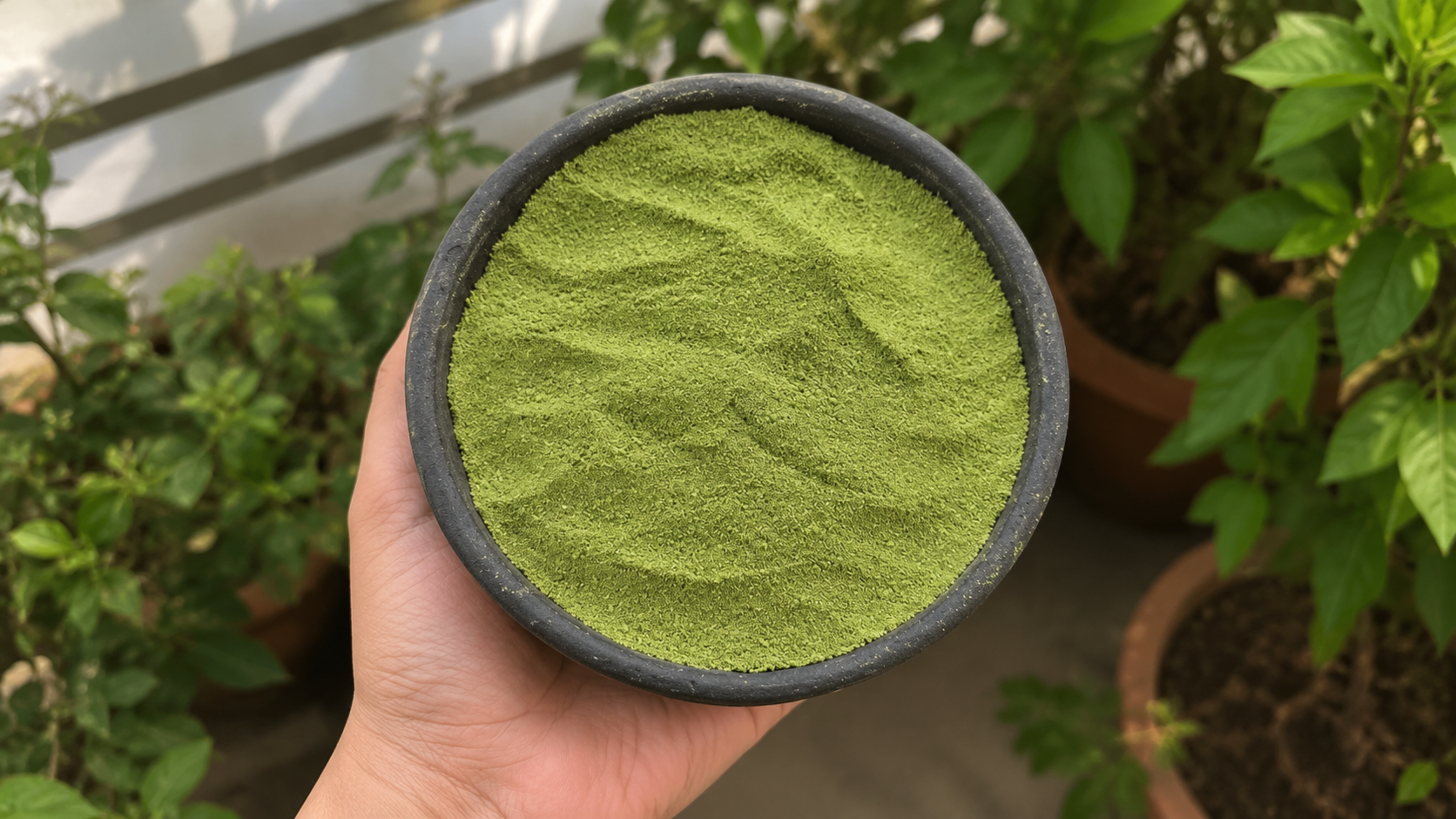 Making Your Own Moringa Powder at Home