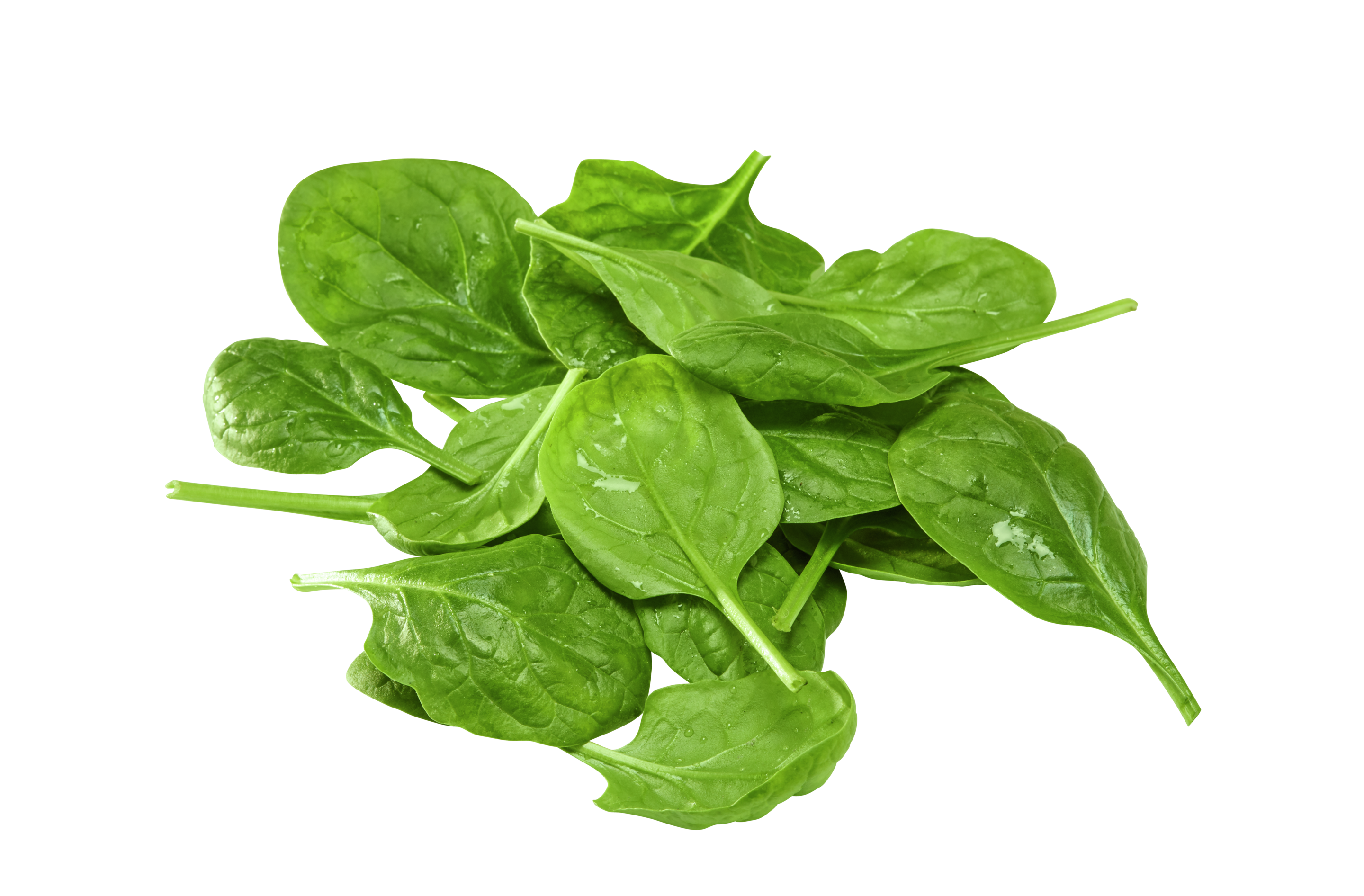 Spinazie Knorr