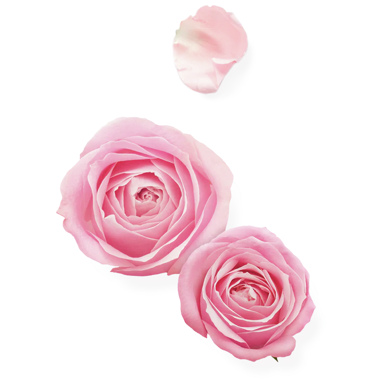 3_decoration_roses_petal