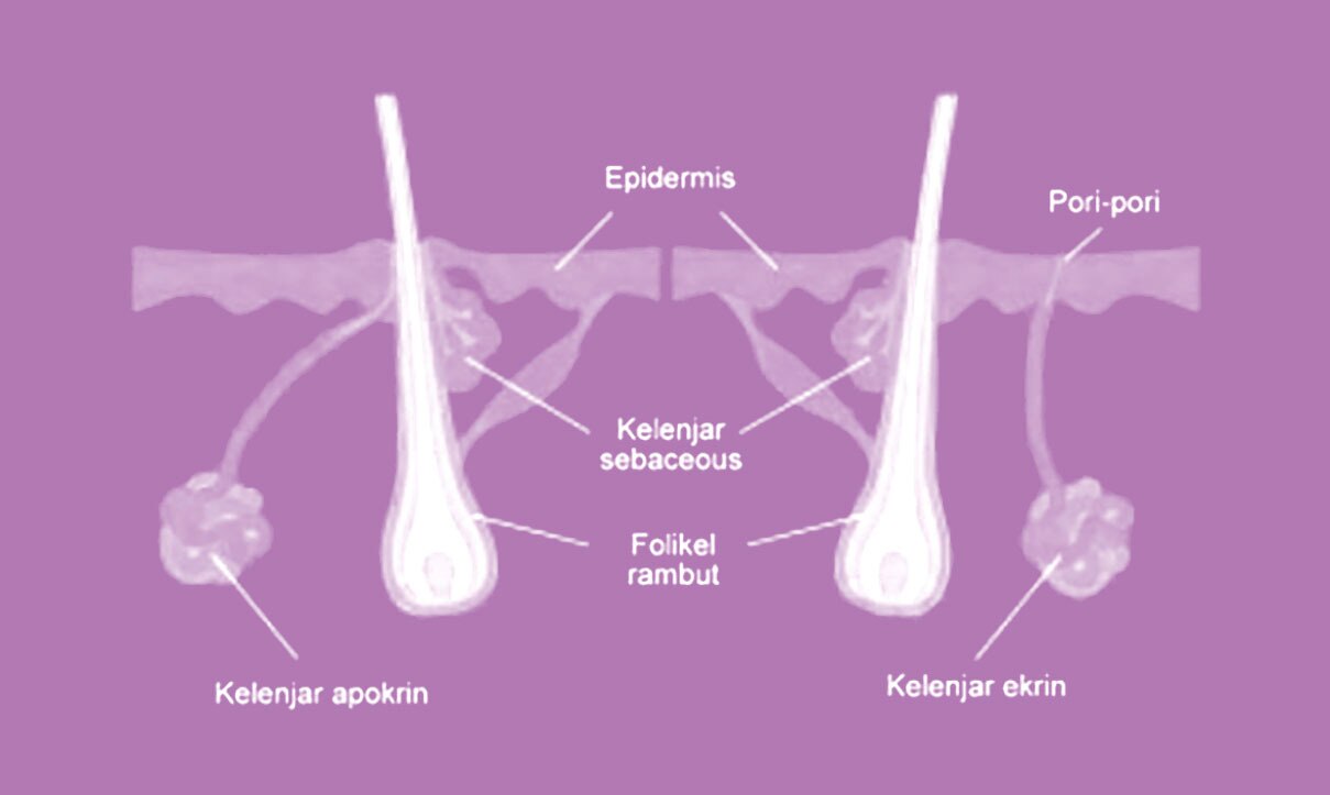Mengenal Kelenjar Keringat dan Alasan Kita Berkeringat