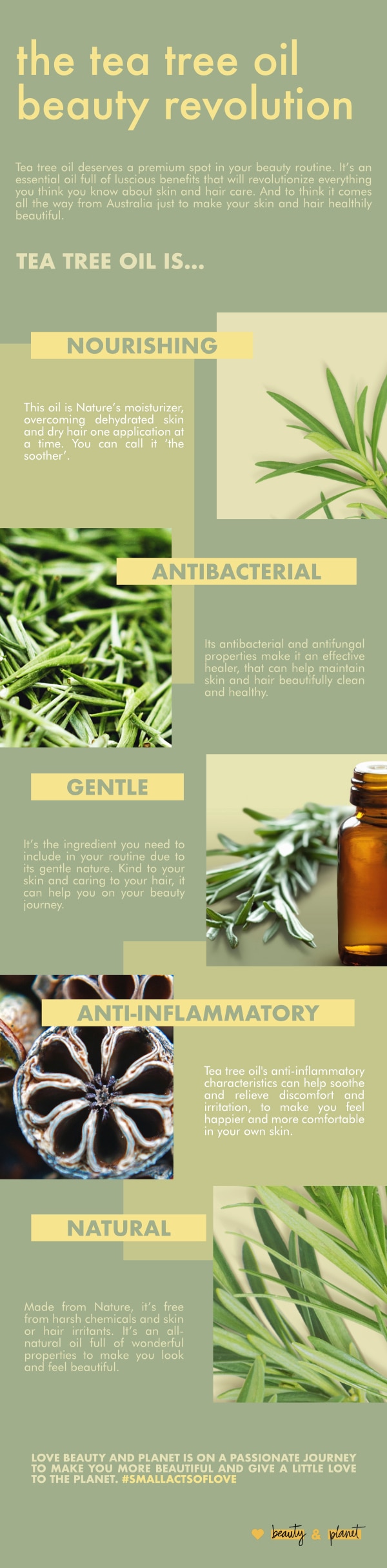 HOMEMADE GREEN TEA OIL RECIPE ALONG WITH BENEFITS AND USES - THEINDIANSPOT  | Green tea oil, Green tea for hair, Oil recipes