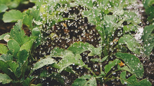 Vamos conversar sobre orgânicos?