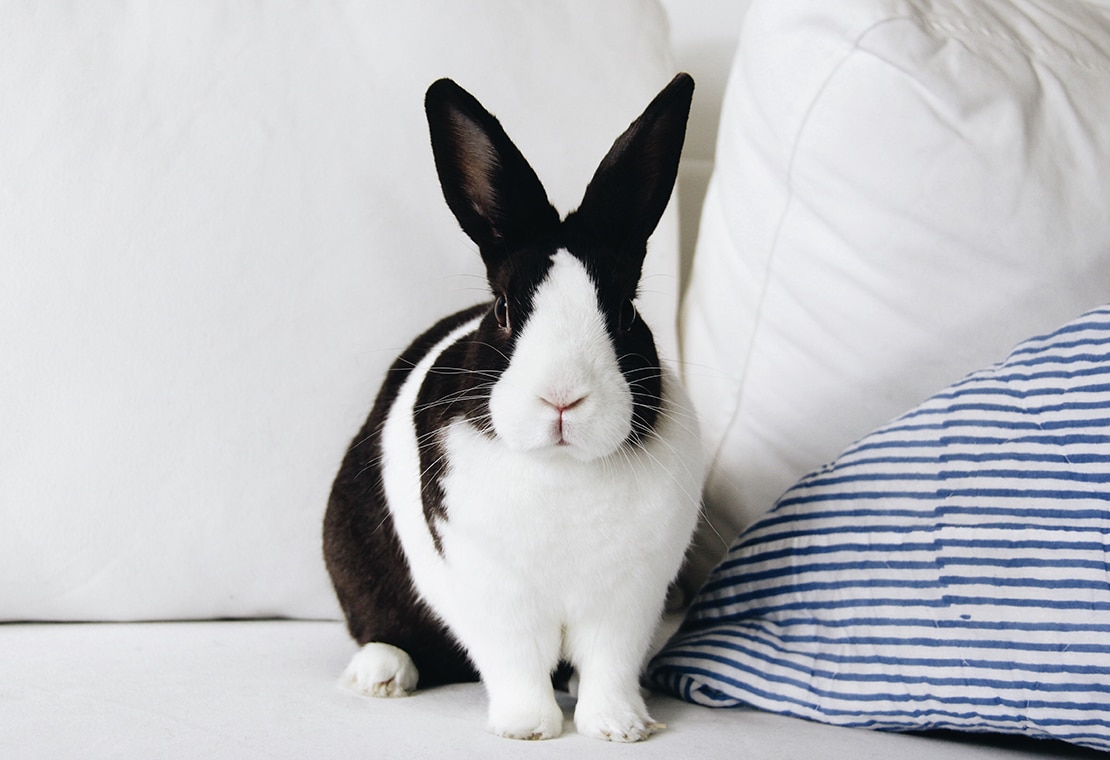 Benefits of Vegan Deodorant: Image of Bunny