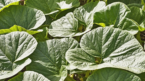 Everything You Need To Know About: Pumpkin Leaves