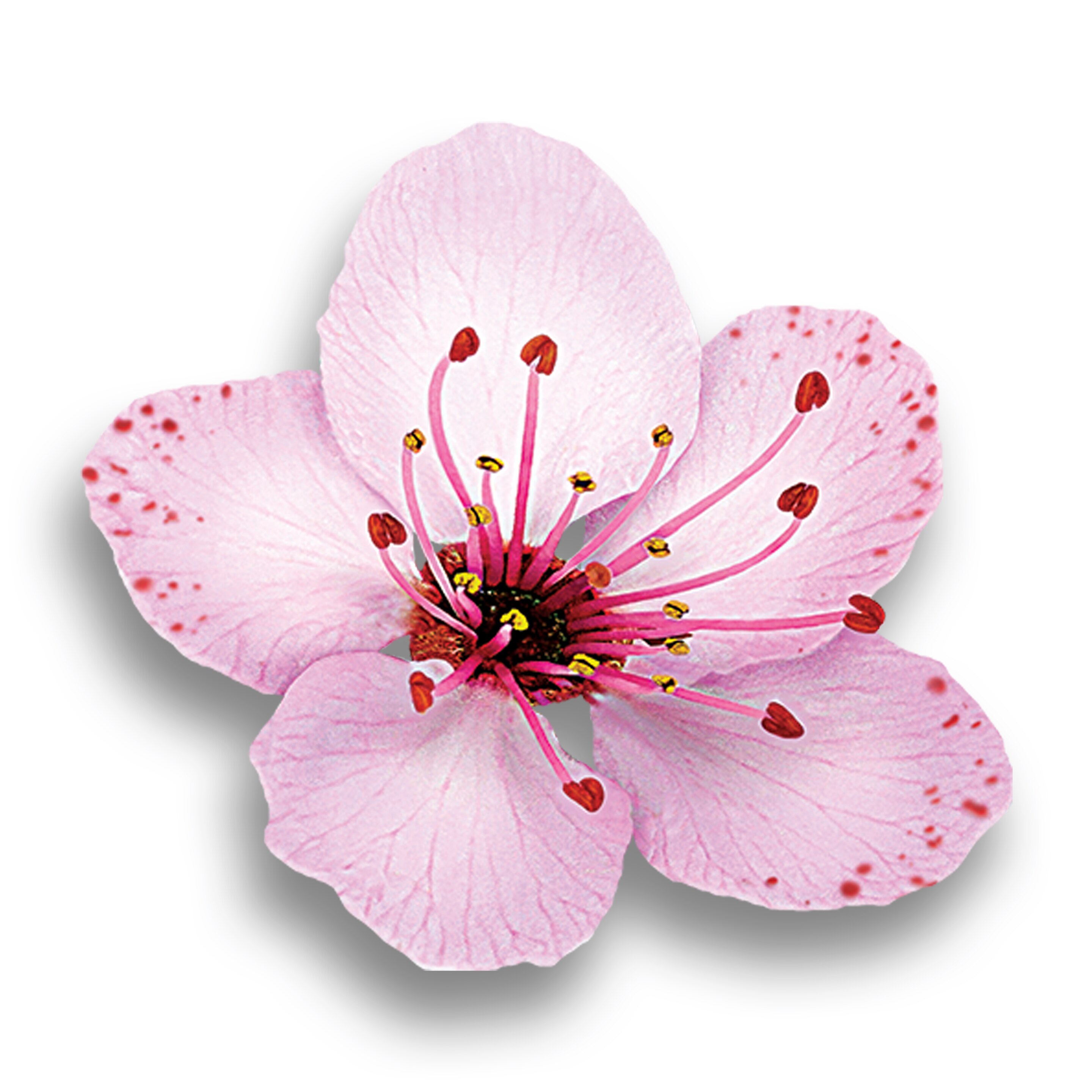 A tradição da flor de cerejeira