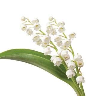 Flores brancas: fragrância delicada e símbolo de sorte