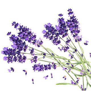 Lavanda tem ação relaxante