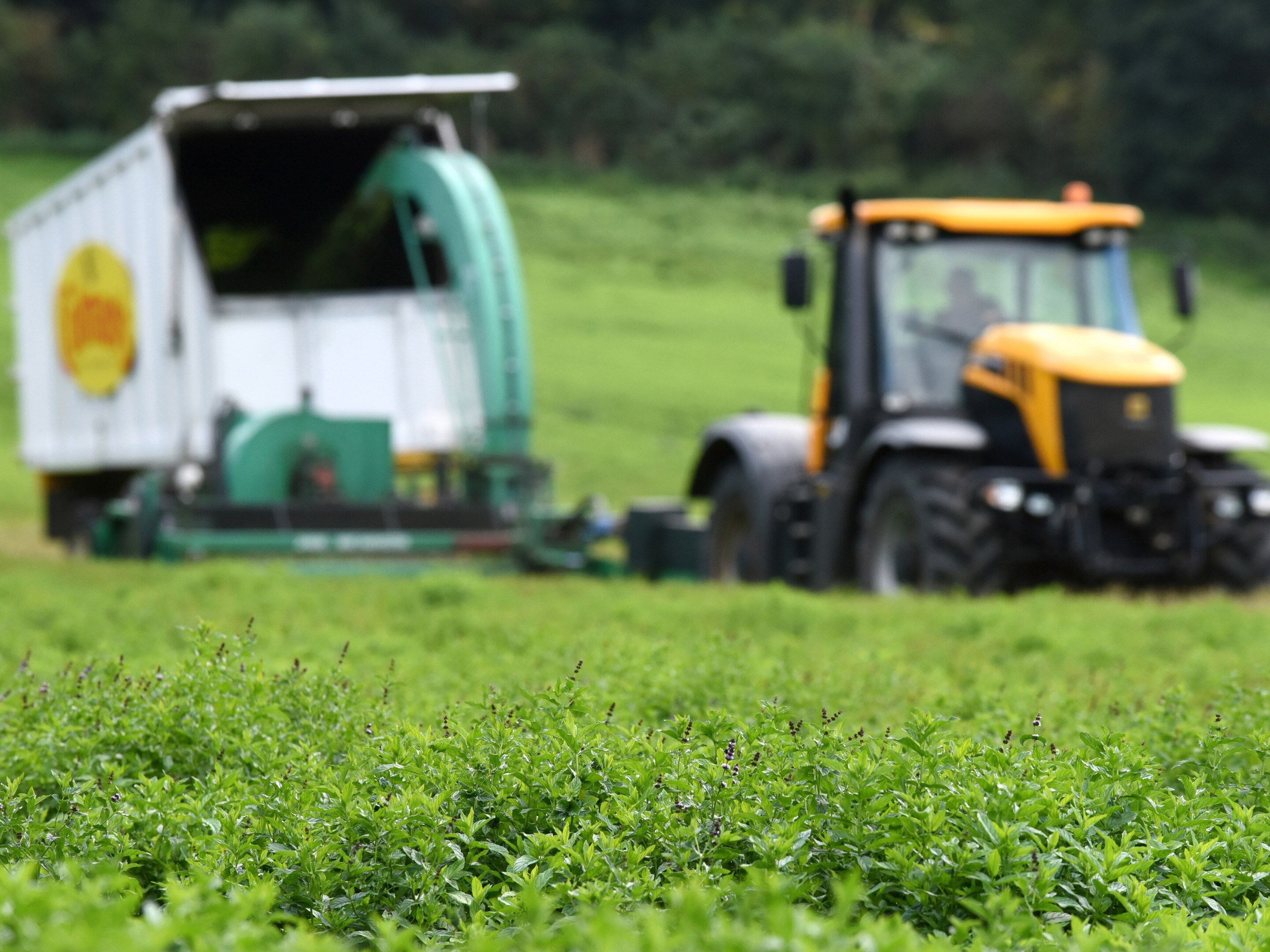 Colman's Chicken Farm Images