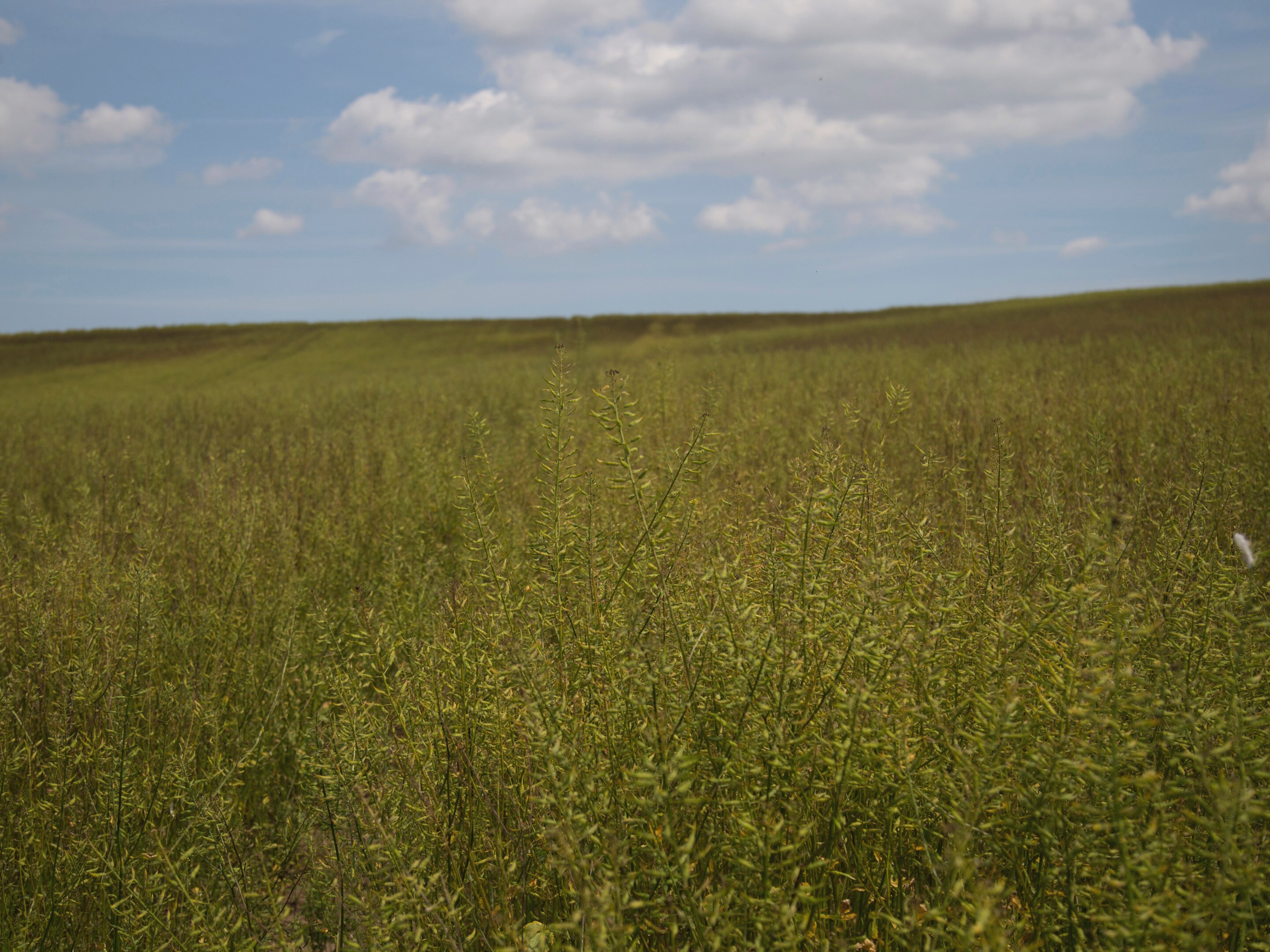 Colman's Chicken Farm Images