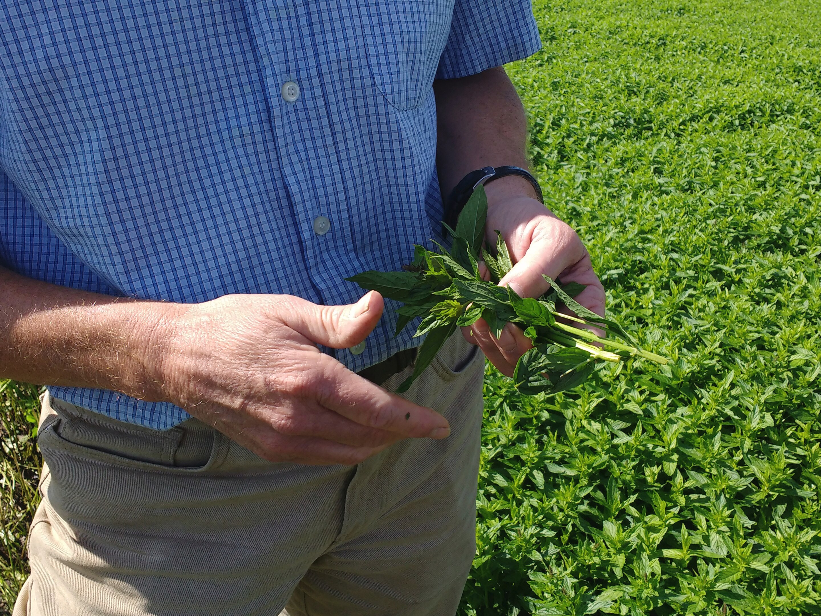 Colman's Chicken Farm Images