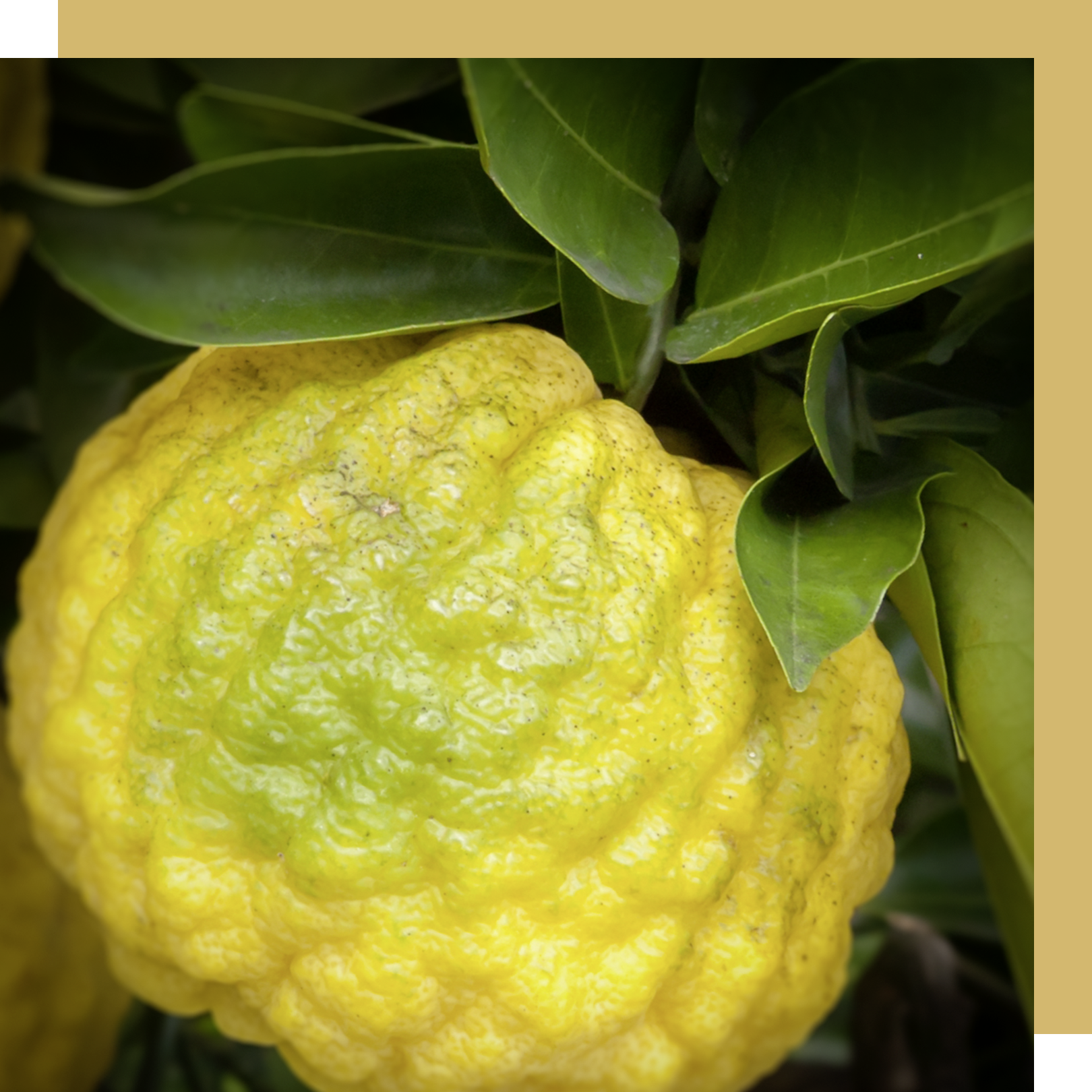 close up of yuzu fruit
