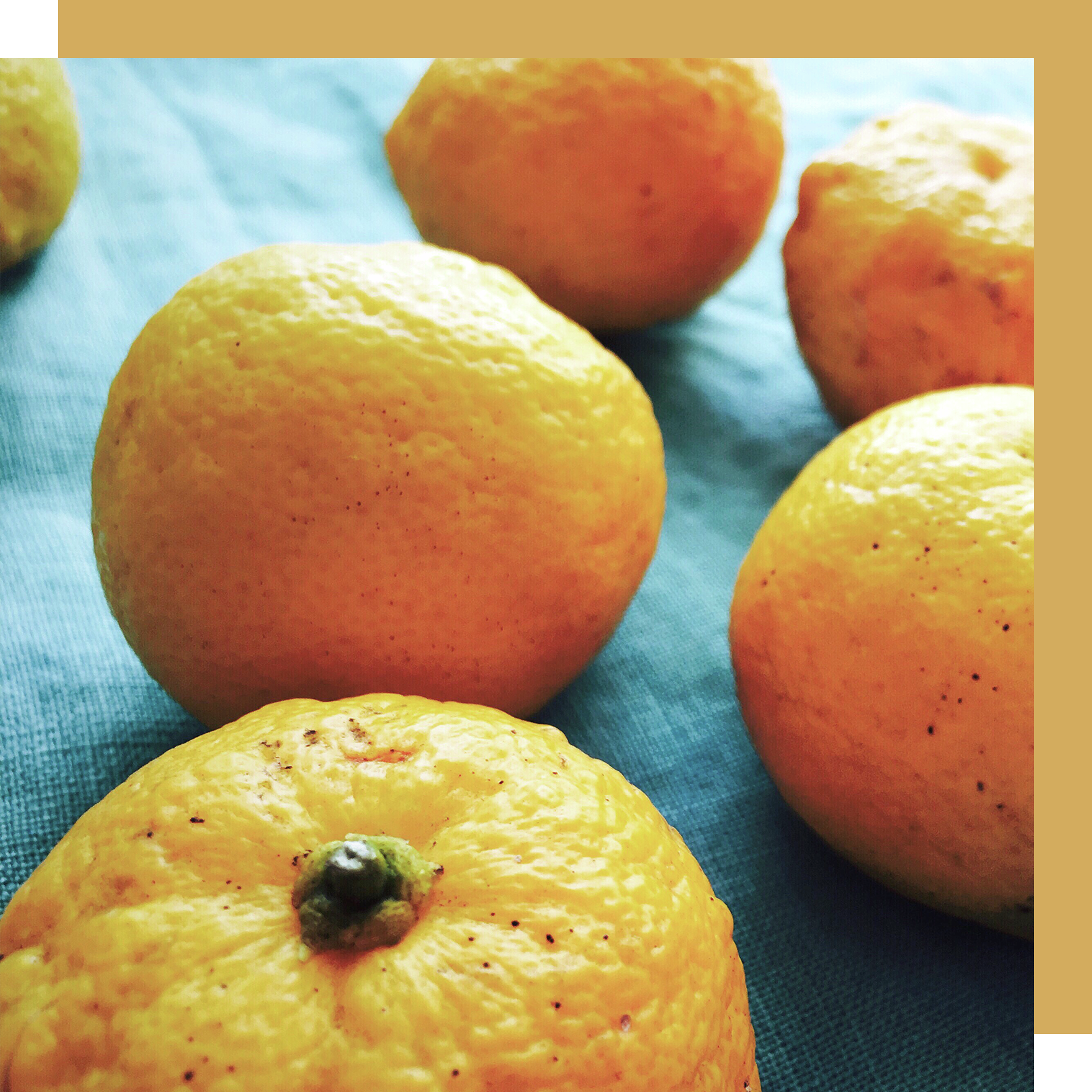 pile of yuzu fruit