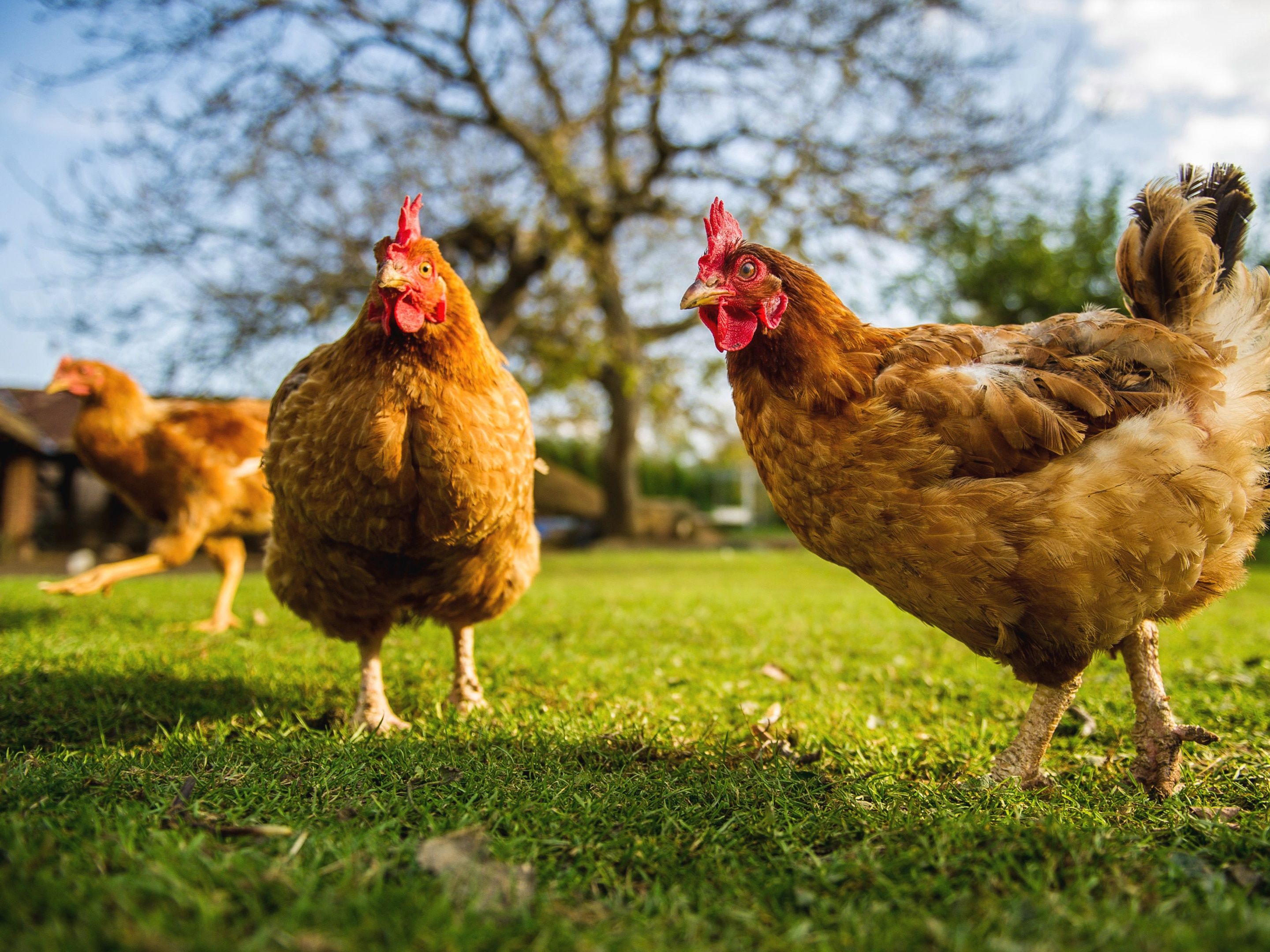 Colman's Chicken Farm Images