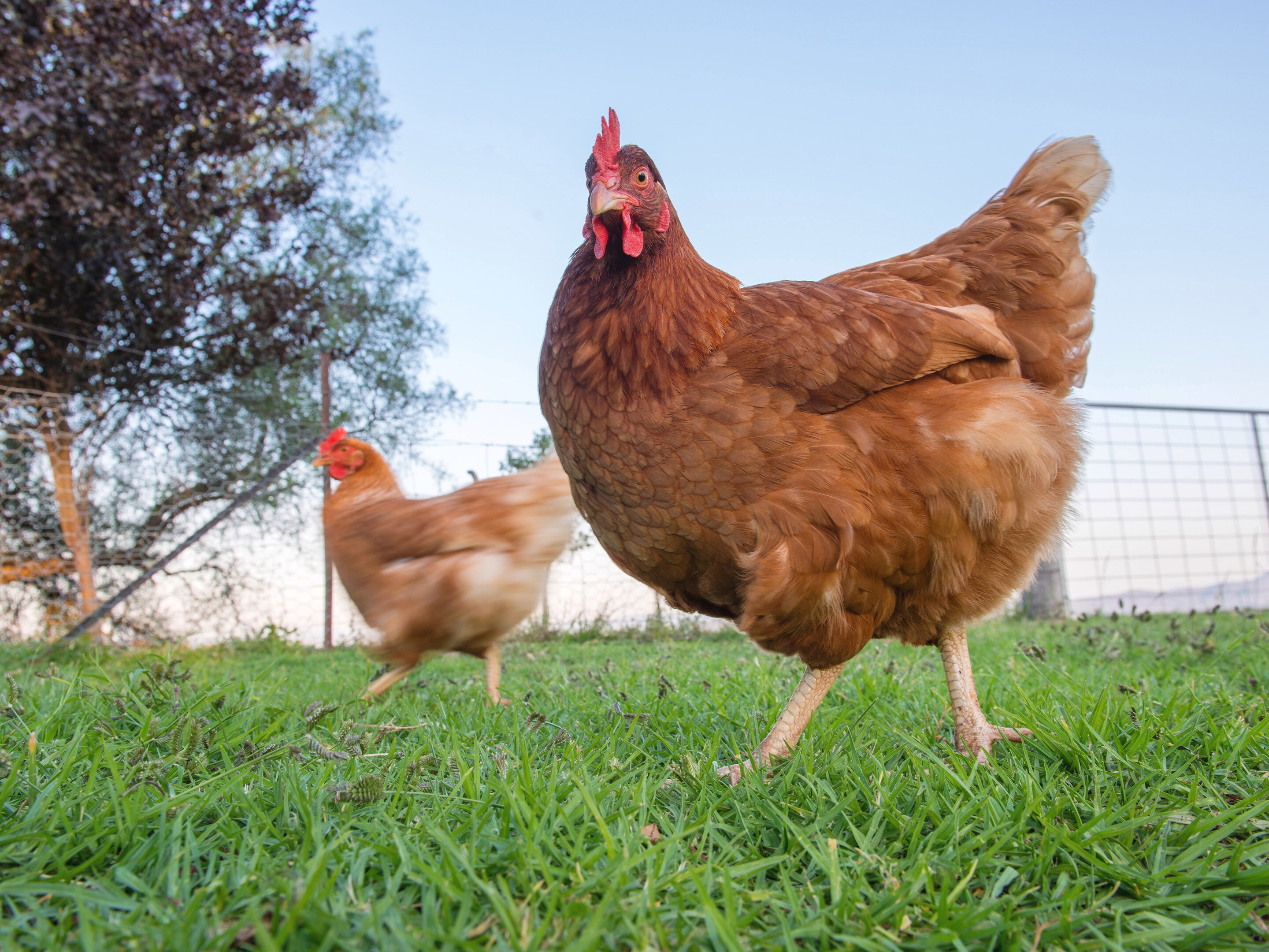 Colman's Chicken Farm Images