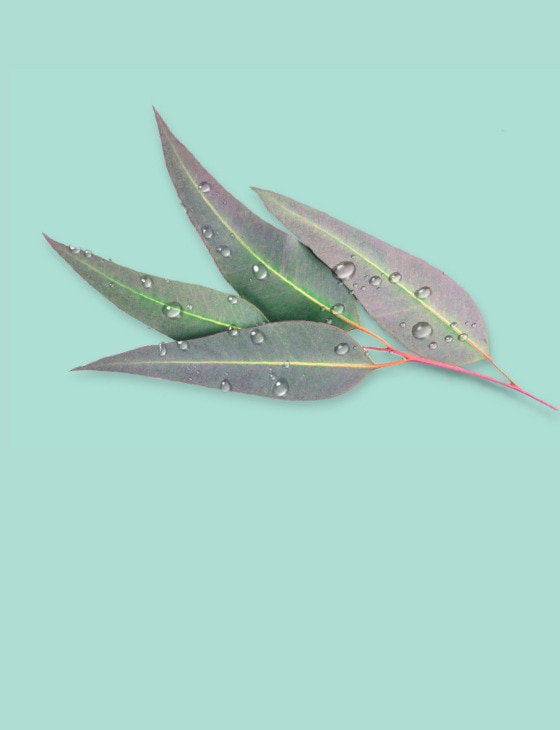 Eucalyptus ingredient