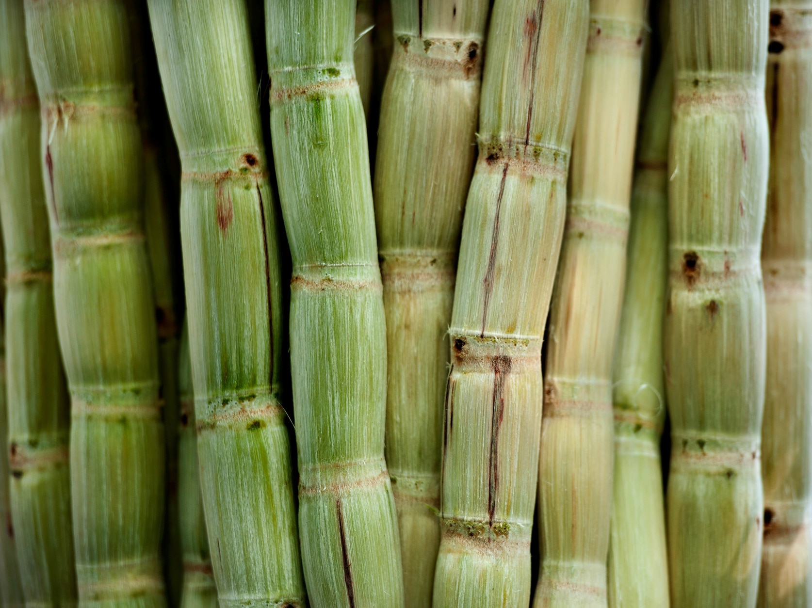 Zendium-tandpasta tube gemaakt van plantaardig bioplastic
