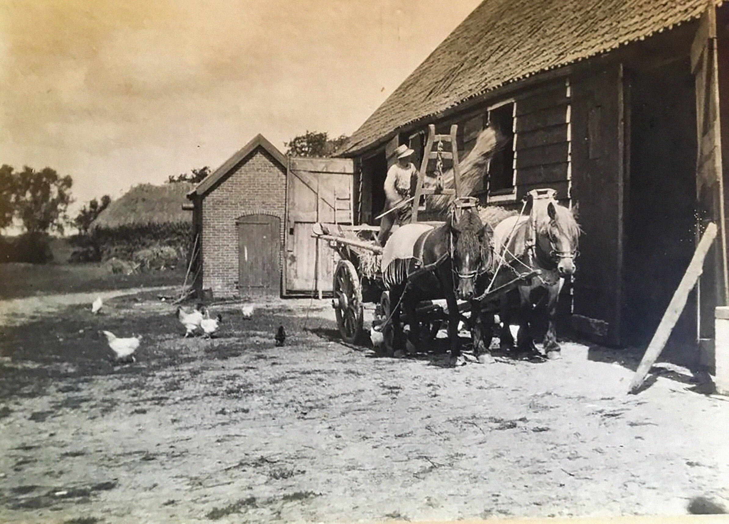 Werkpaarden en kippen