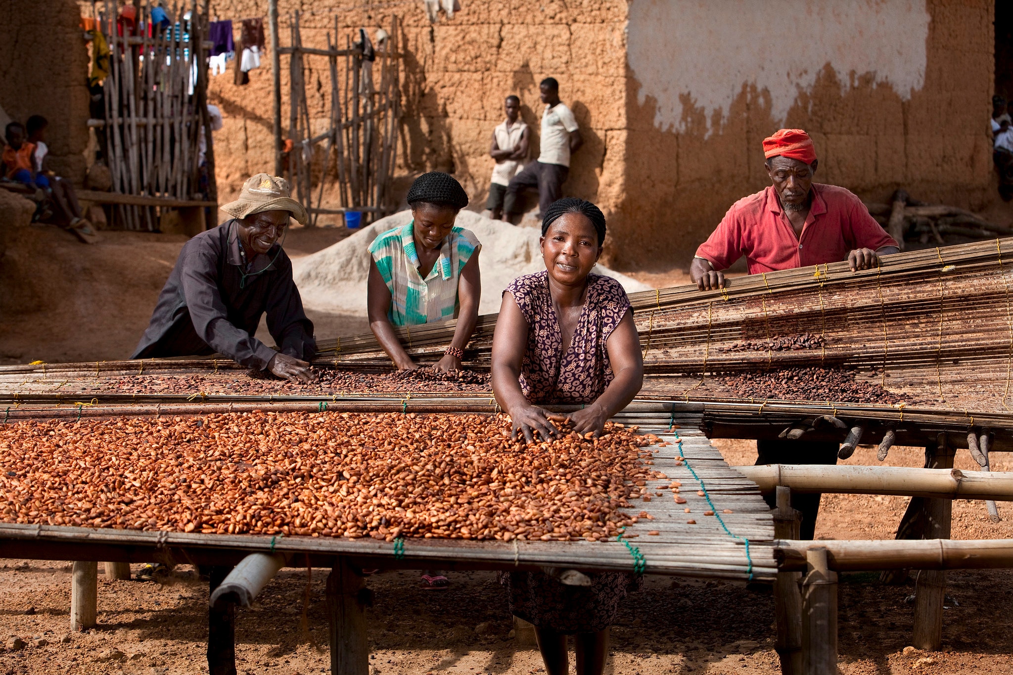 Image of cocoa farmers and cocoa beans