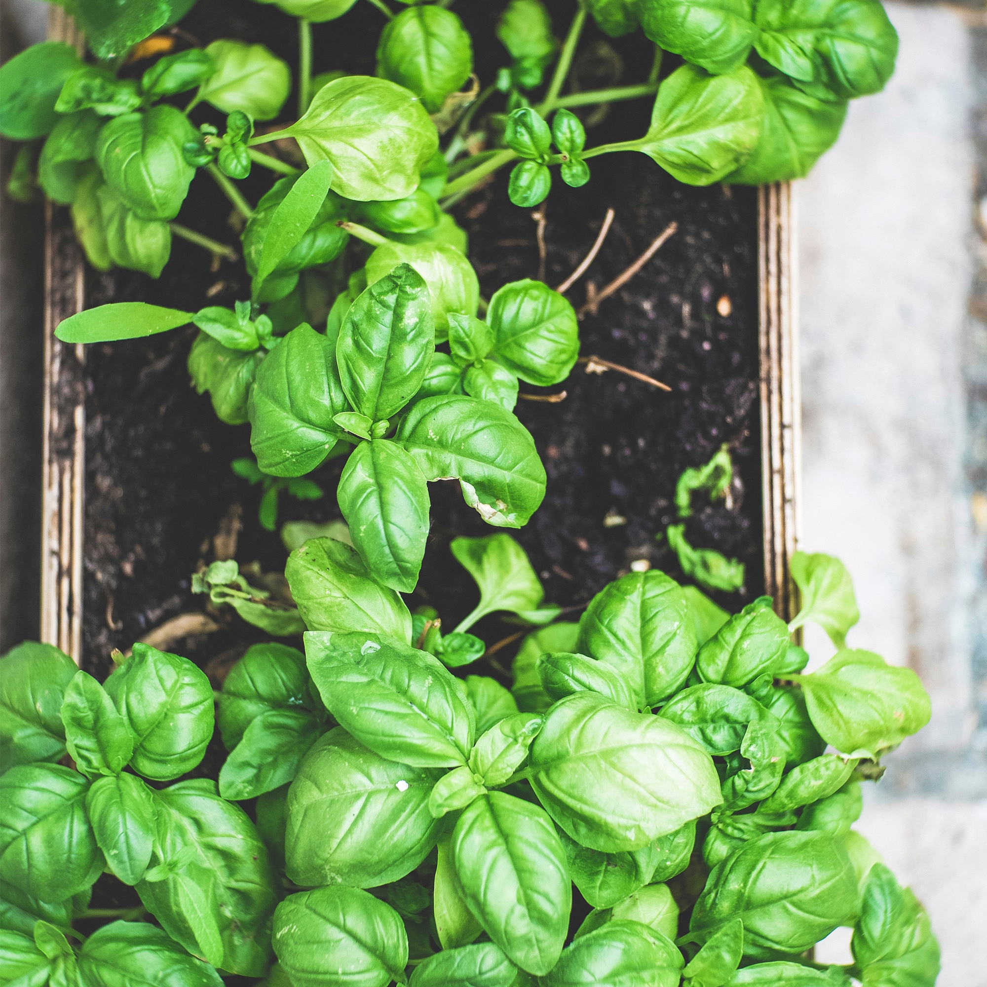 A Herbstory: Basil