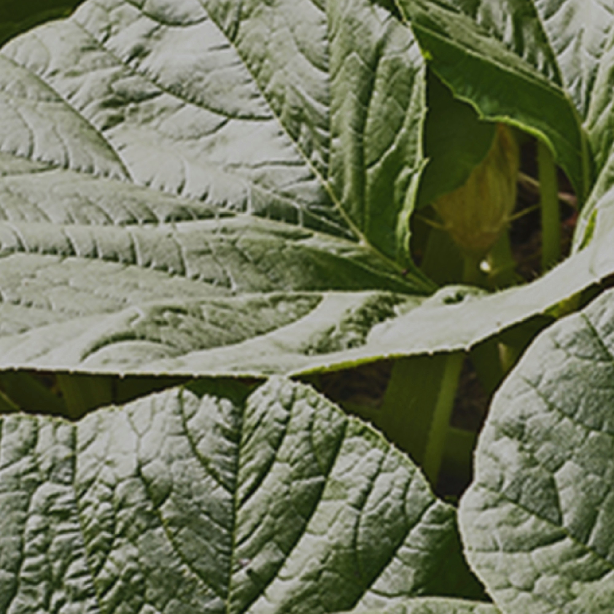 How To Cook With Pumpkin Leaves