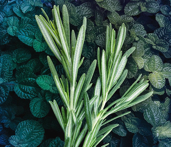 Mint & rosemary ingredients