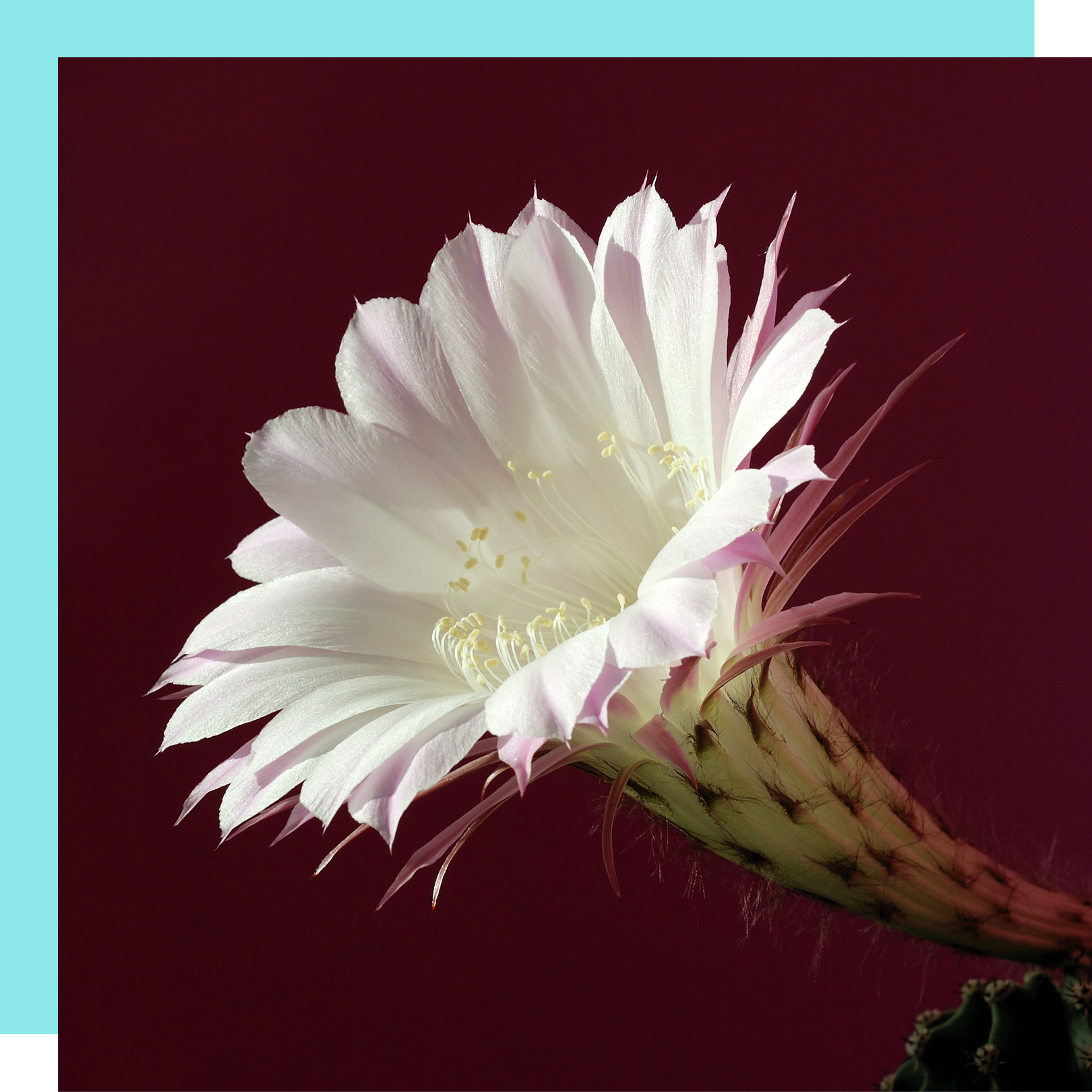 cactus flower upclose