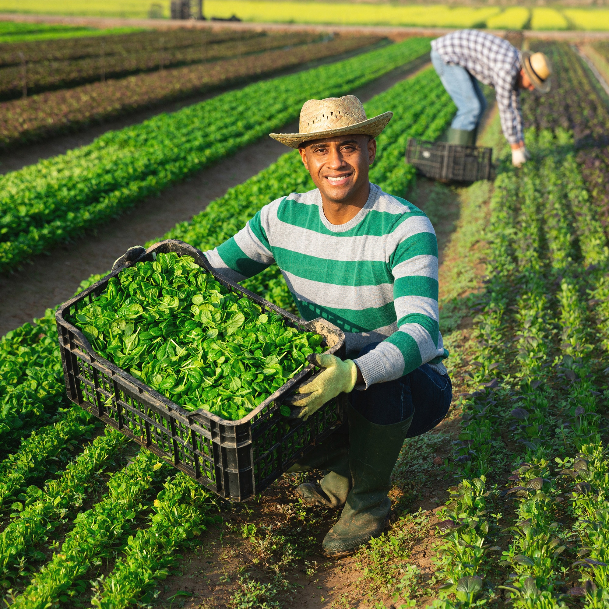 Happy successful farmer showing freshly picked green young leaves of corn salad