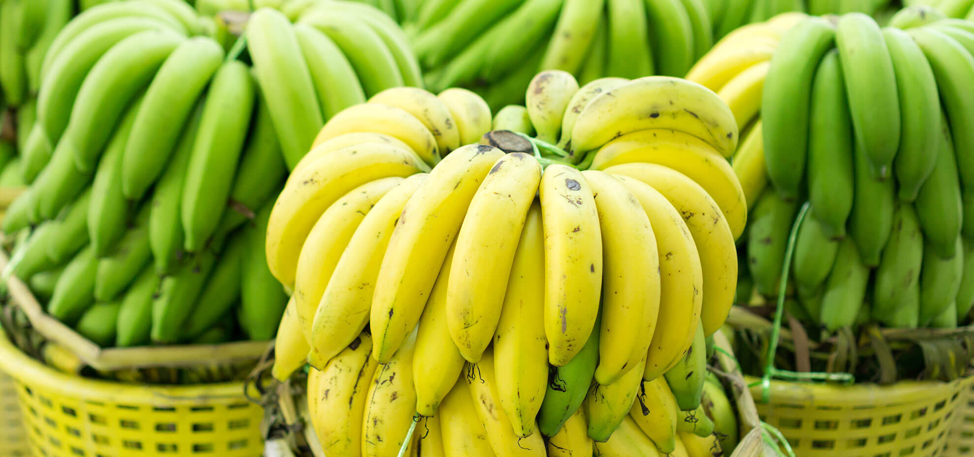 Bersisir-sisir jenis pisang berwarna kuning dan hijau dalam keranjang