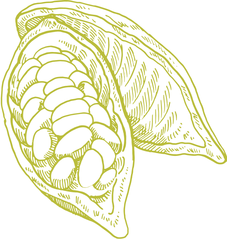 vector decoration