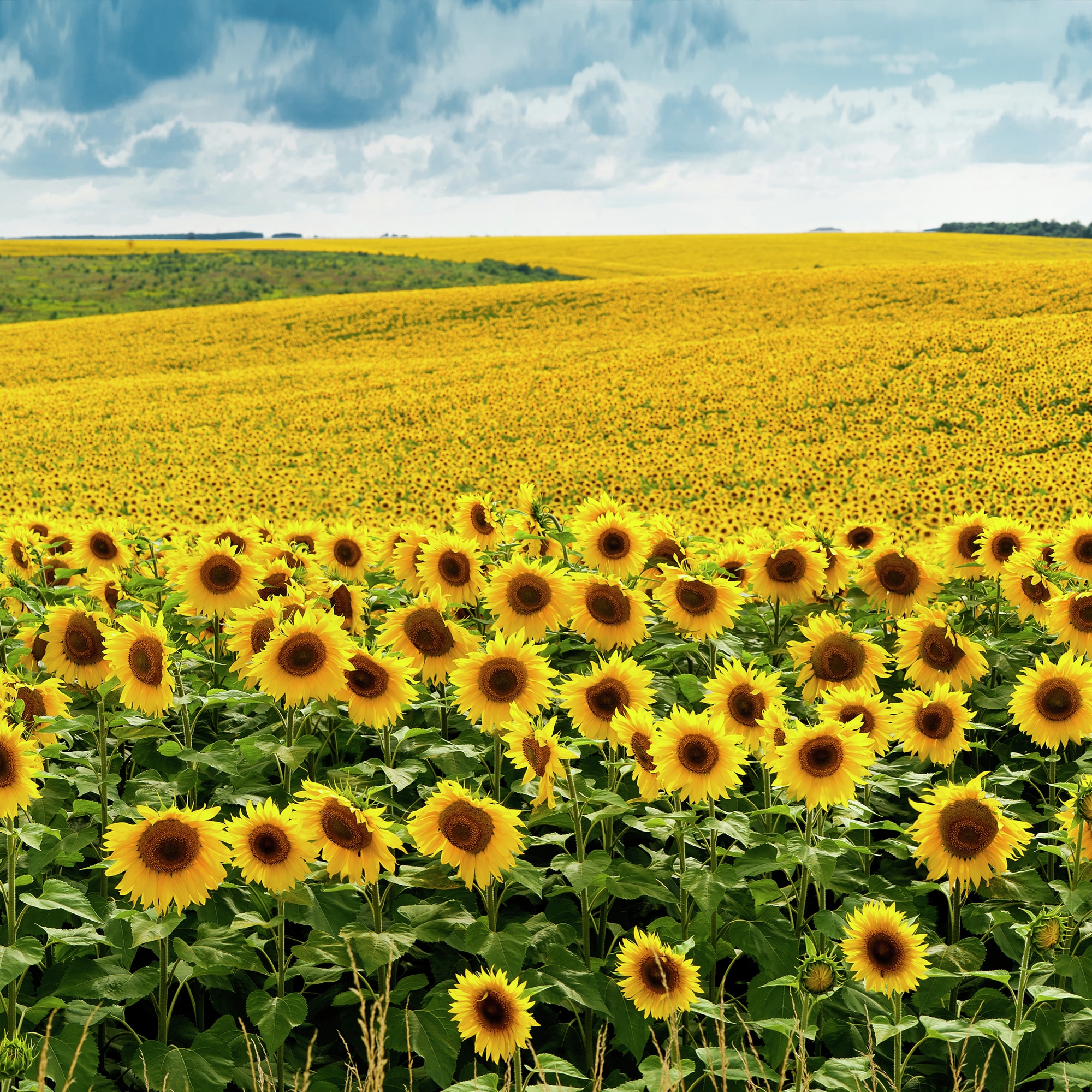 Hellmann's - Sunflowers