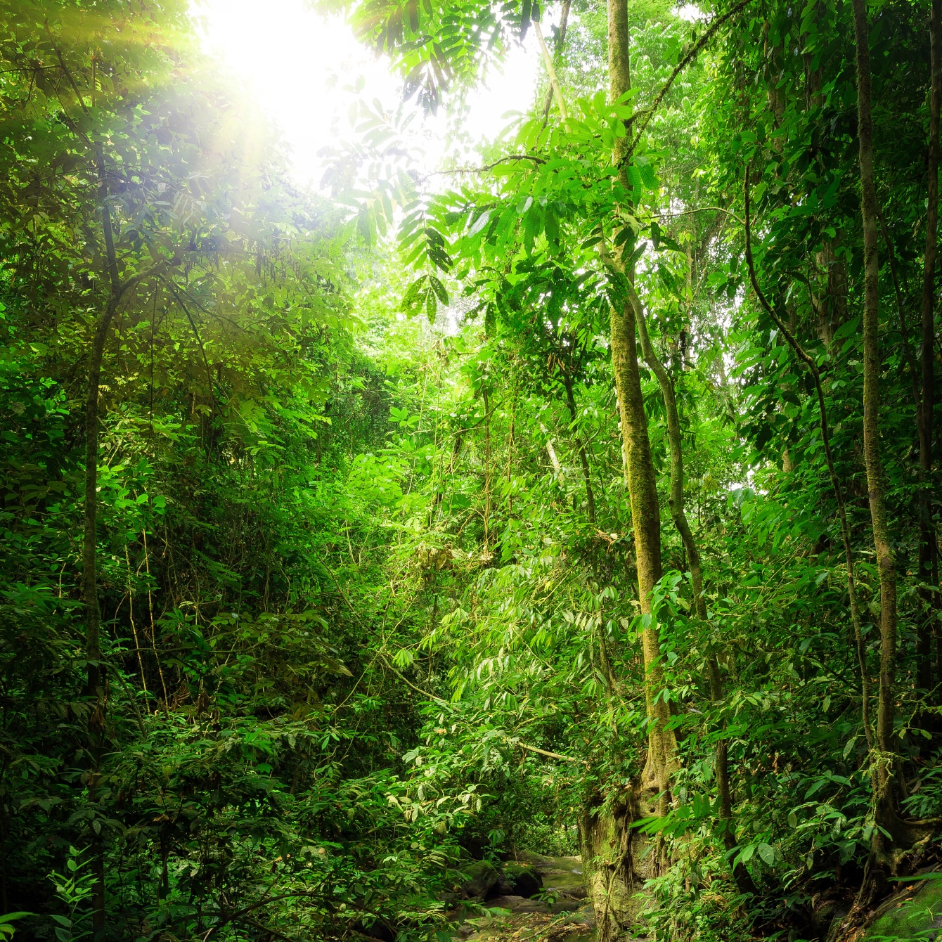 Green trees