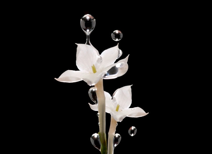Imagem de uma flor de pétalas branca sobre um fundo preto
