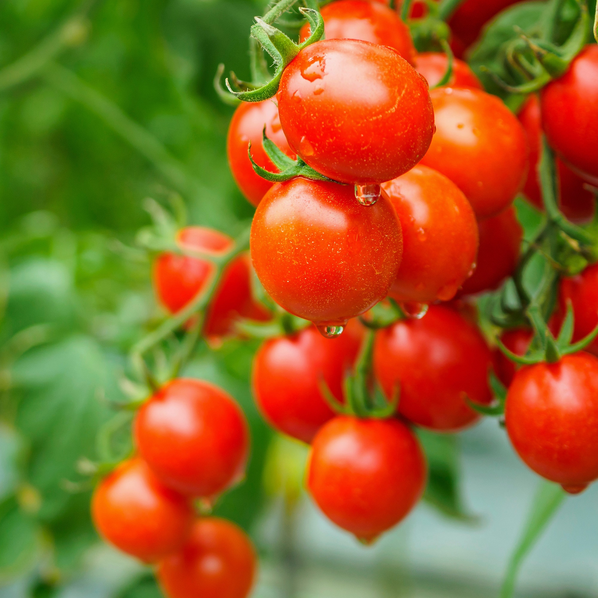 Cherry tomatoes growing in a garden