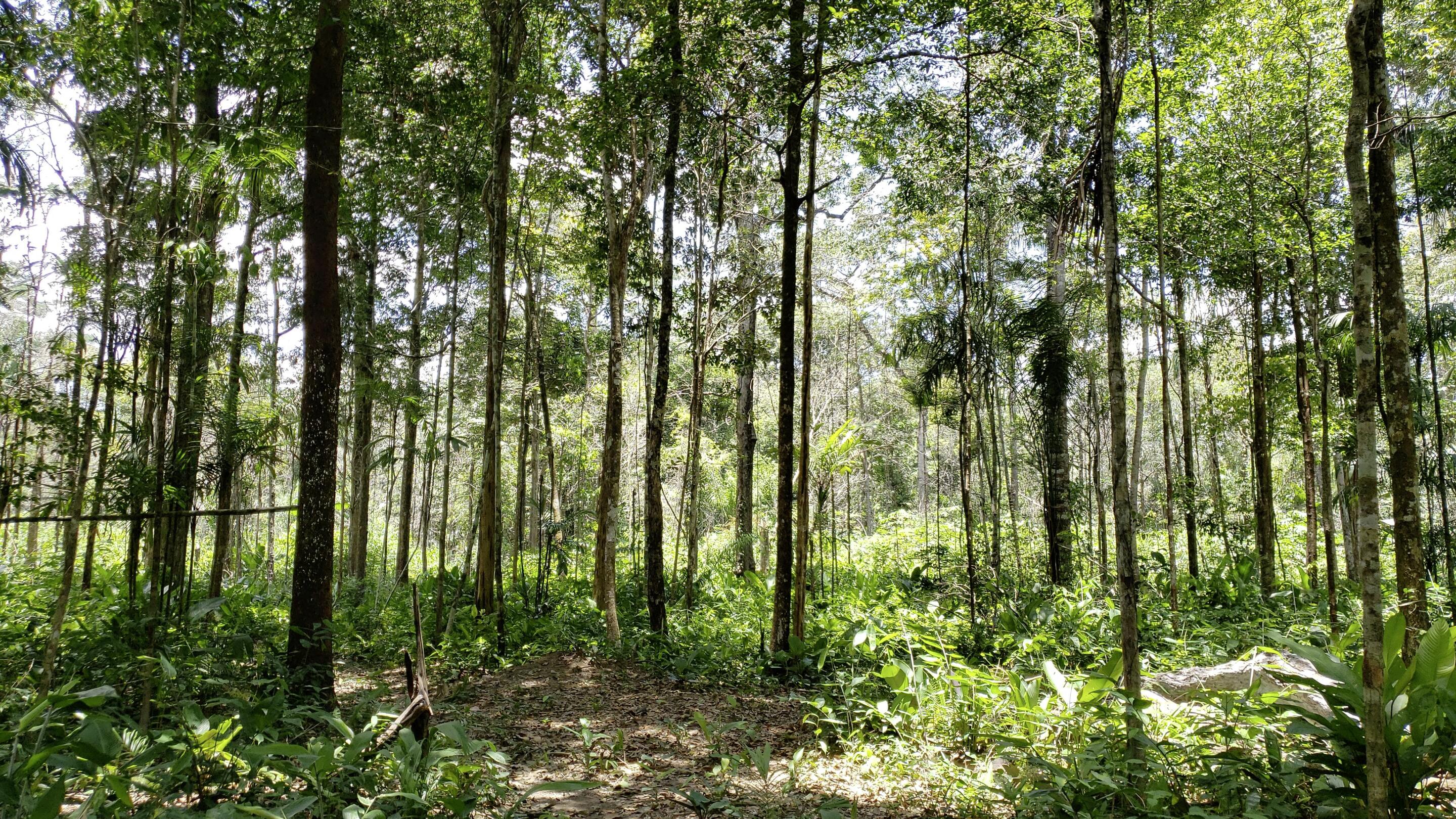 Floresta de árvores altas e finas