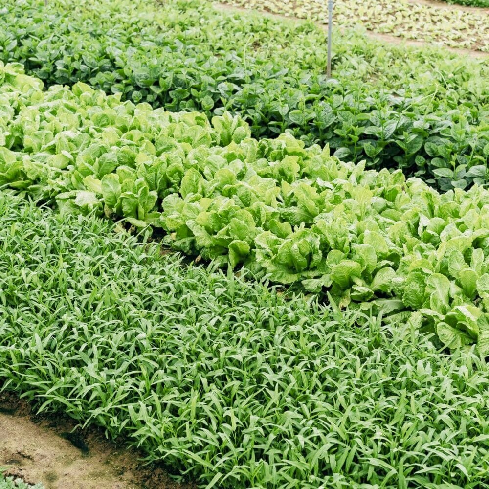 Fileiras de plantações orgânicas de diferentes culturas
