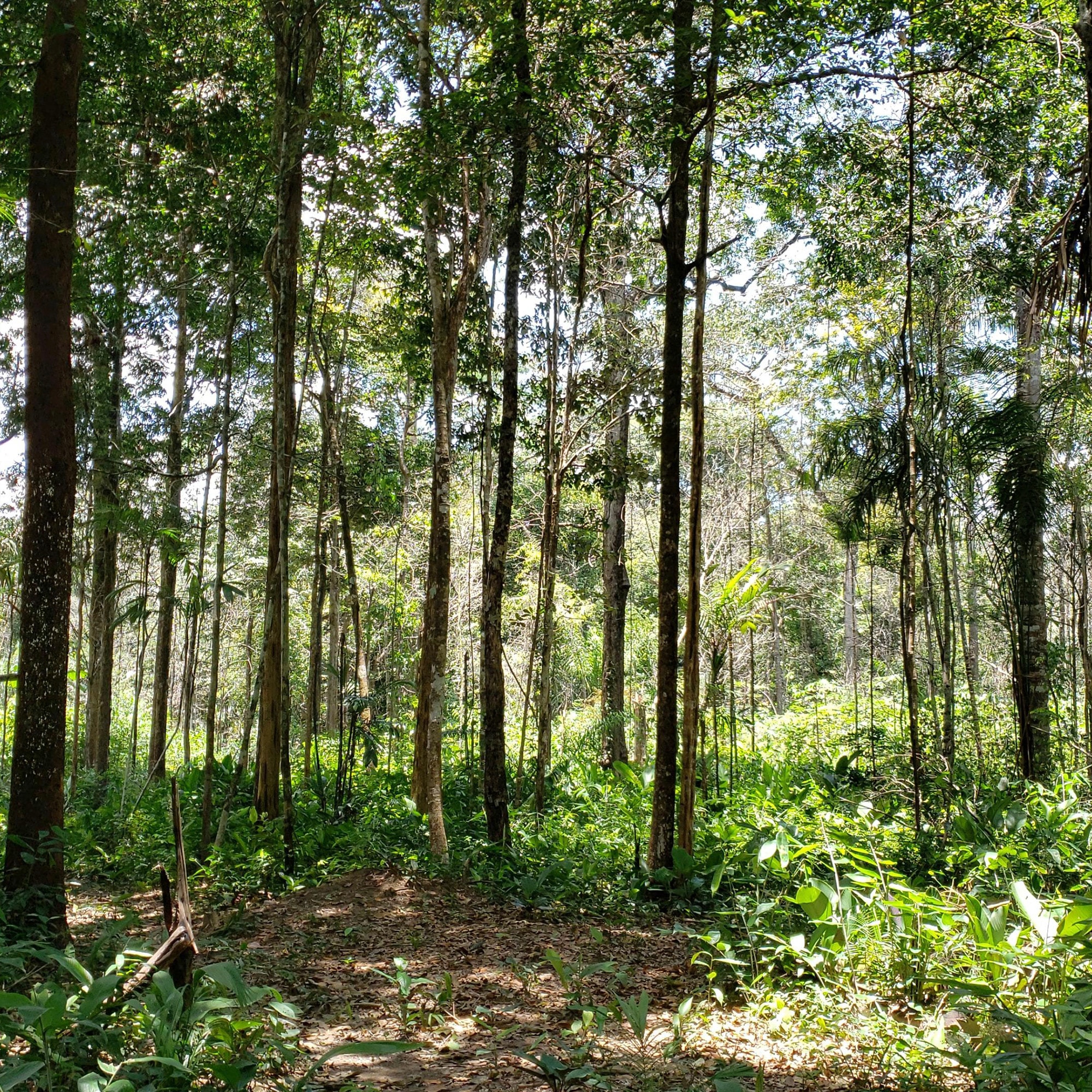 Interior de uma floresta com árvores altas e troncos finos