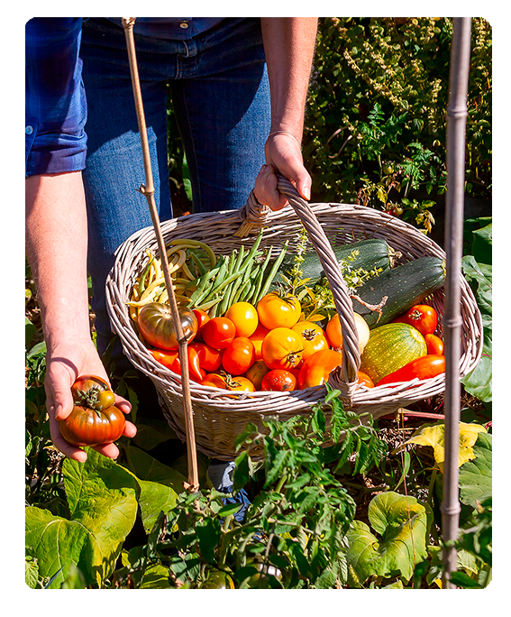 Persona cosechando tomates